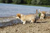 CORGI PEMBROKE 736